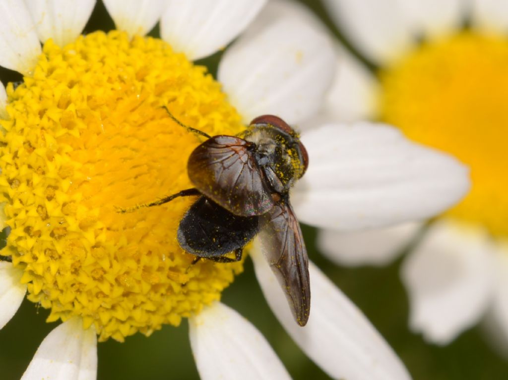 Tachinidae ?  S, Tachinidae Phasiinae:  Elomya lateralis, maschio